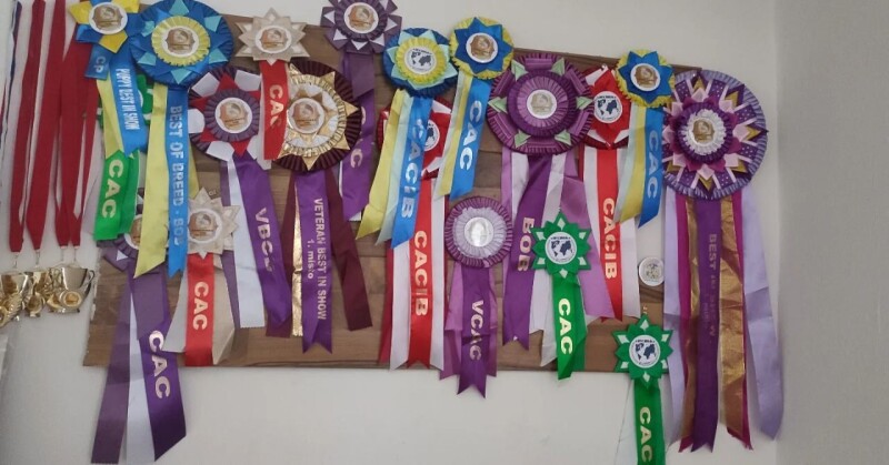 awards from exhibitions 